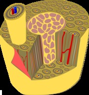 cross-section of bone