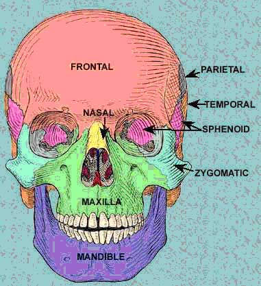 jaw bone