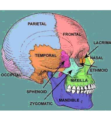 side view of skull