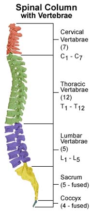 Kyphosis in spine