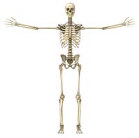 human skeleton