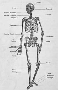 skeleton diagram
