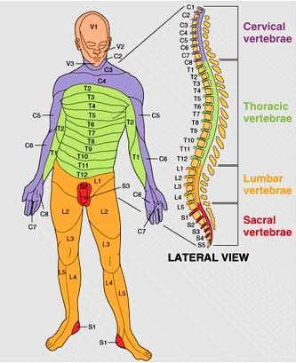 diagram showing where in the body spinal nerves extend to