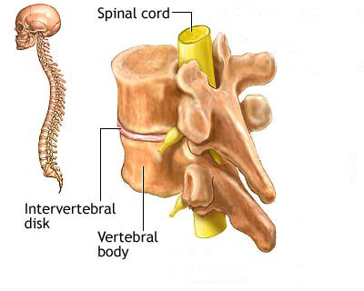 illustration of spinal cord running through two vertebrae